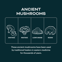 Functional Mushrooms Protein Bar